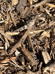 Trimerotropis pallidipennis