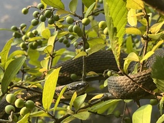 Regina septemvittata