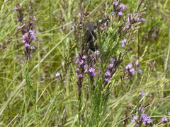 Liatris acidota