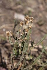 Baccharis trimera