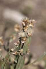Baccharis trimera