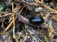 Monadenia infumata