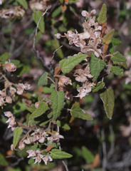 Lasiopetalum molle