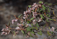 Lasiopetalum molle