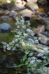 Symphyotrichum prenanthoides