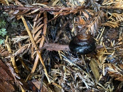 Monadenia infumata