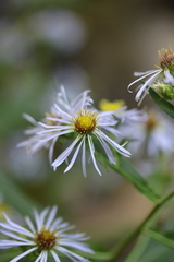 Symphyotrichum prenanthoides