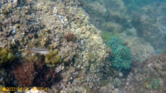 Parablennius pilicornis