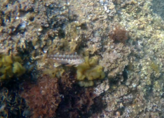 Parablennius pilicornis