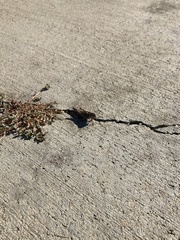 Trimerotropis verruculata