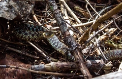 Thamnophis sirtalis pallidulus