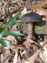 Cortinarius violaceus
