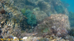 Parablennius pilicornis