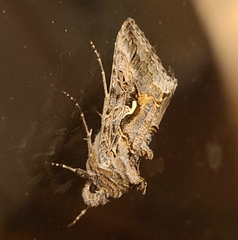 Autographa