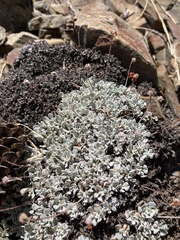 Eriogonum ovalifolium