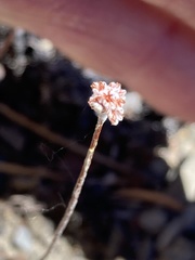 Eriogonum ovalifolium