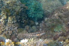 Parablennius pilicornis