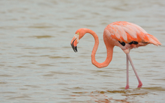 Phoenicopterus ruber