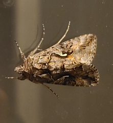 Autographa