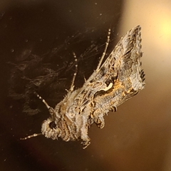Autographa