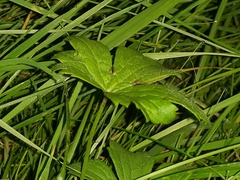 Ranunculus repens