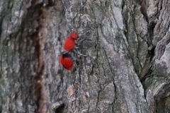 Dasymutilla erythrina