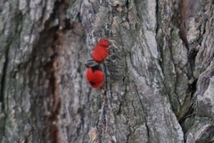 Dasymutilla erythrina