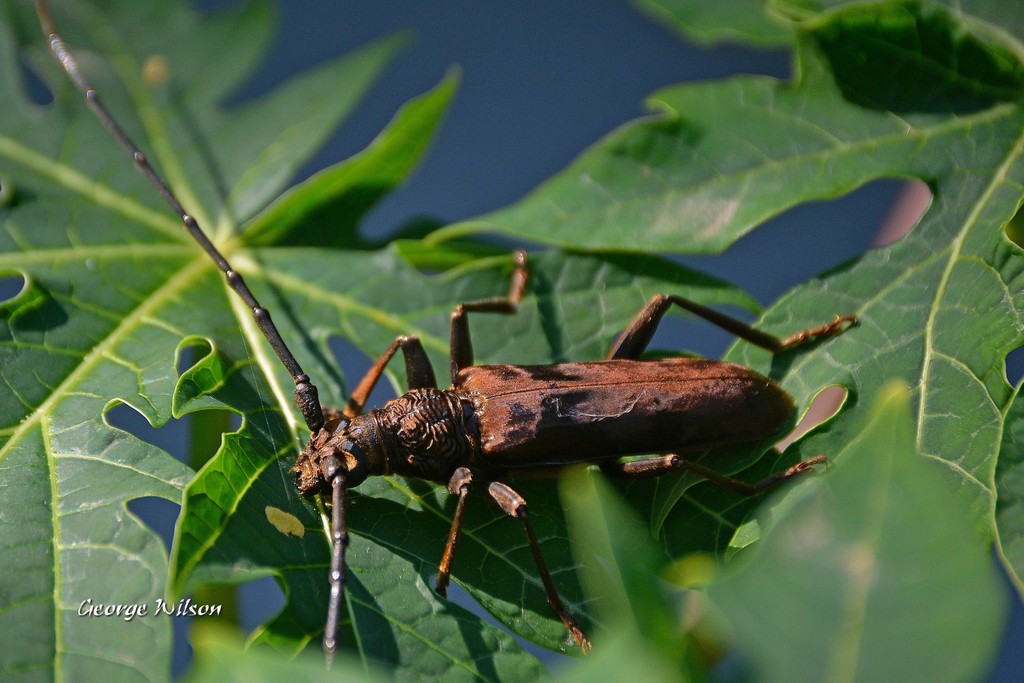 Pachydissus natalensis