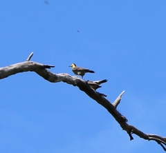 Colaptes campestris campestroides