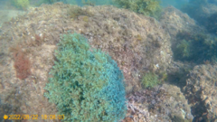 Ericaria selaginoides