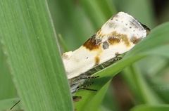 Ponometia candefacta