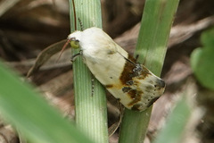 Ponometia candefacta