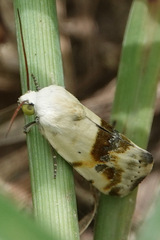 Ponometia candefacta