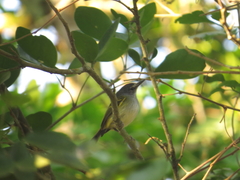 Poecilotriccus sylvia