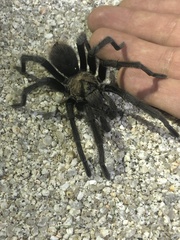 Aphonopelma eutylenum