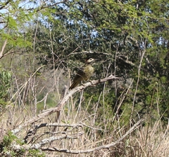 Colaptes melanochloros