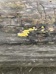 Trichoderma sulphureum