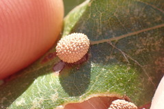 Acraspis quercushirta