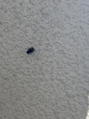 Chrysomya rufifacies