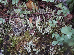 Cladonia macilenta