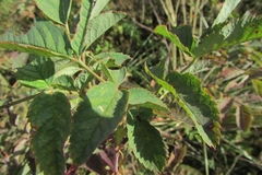 Rosaceae