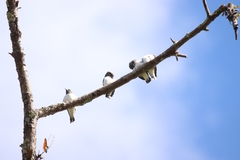 Artamus leucorynchus