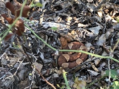 Agkistrodon laticinctus