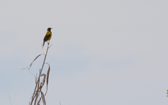 Icterus prosthemelas