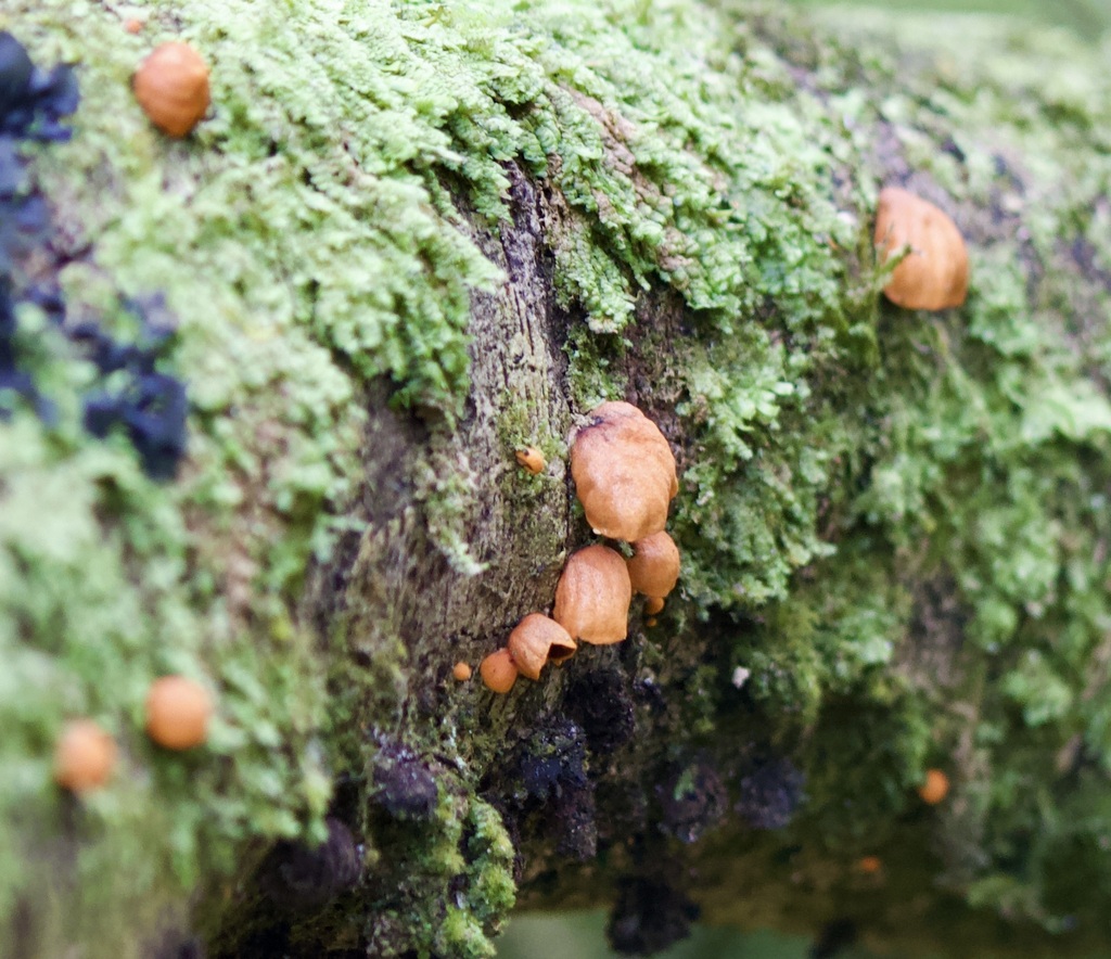 Anthracophyllum discolor · September 2022 · photo: © ben56 (iNaturalist, cc-by)