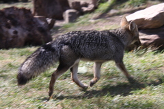 Lycalopex gymnocercus