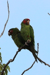 Psittacara mitratus
