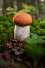 Leccinum
