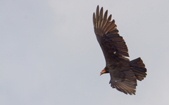 Cathartes burrovianus