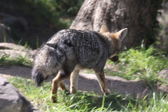 Lycalopex gymnocercus